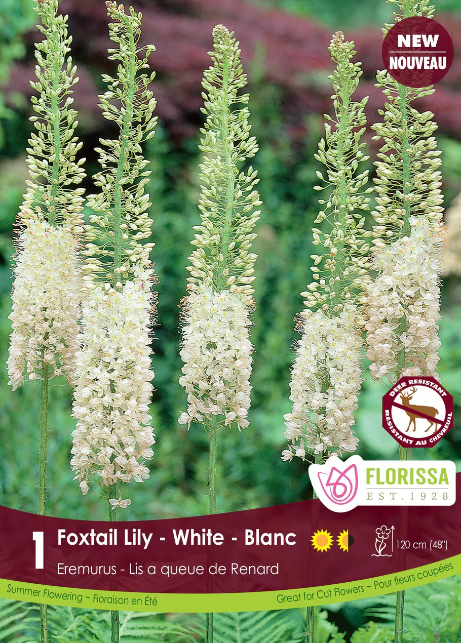 Eremurus 'White'
