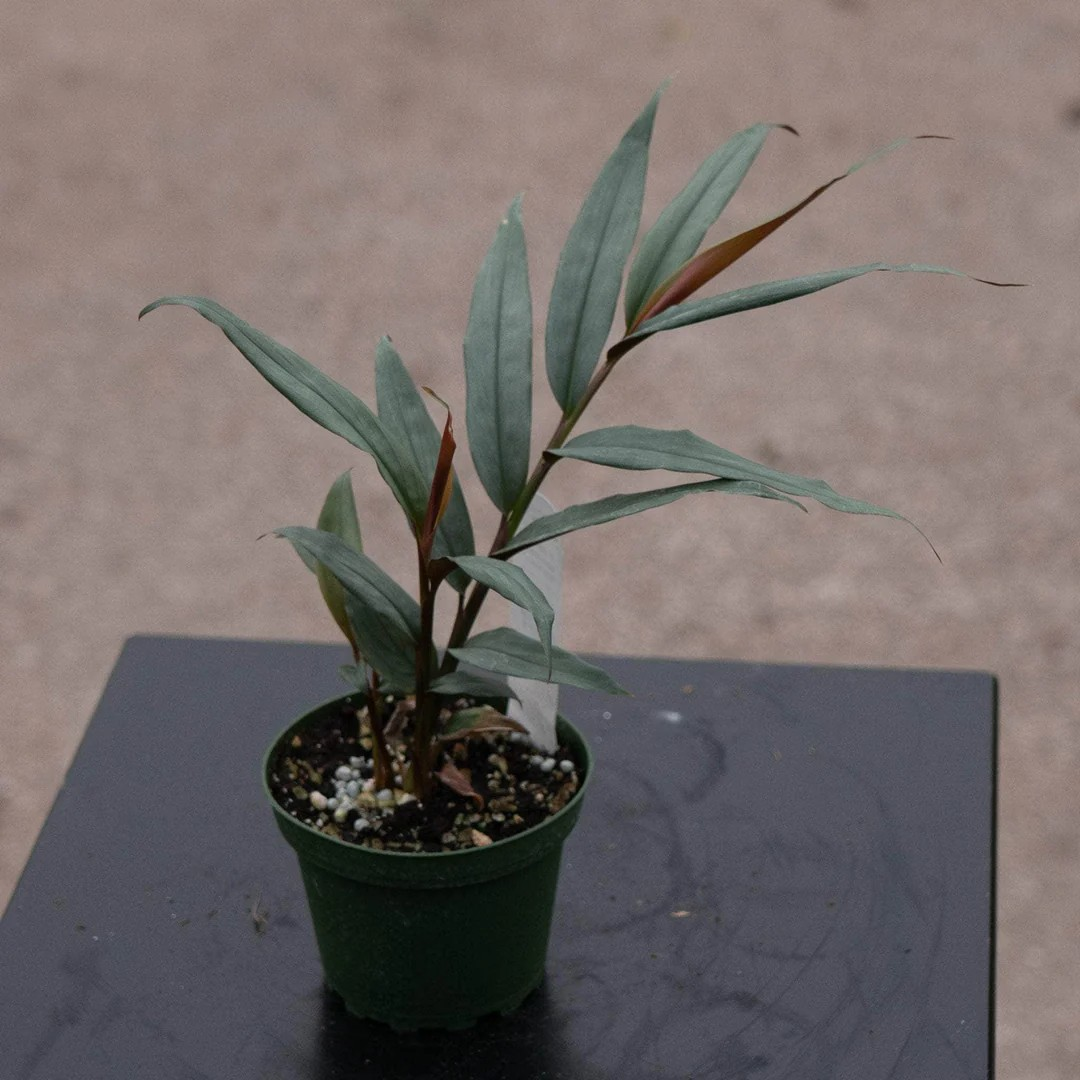 Alpinia luteocarpa 'Red Rubin'