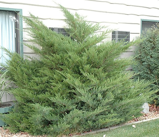 Juniperus chinensis 'Mint Julep'