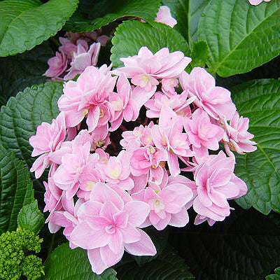 Hydrangea macrophylla 'Rosy Splendor Tinkerbell'