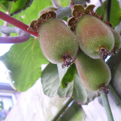 Actinidia deliciosa 'Jenny'