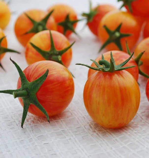 Tomatoes - Sunrise Bumble Bee - Organic