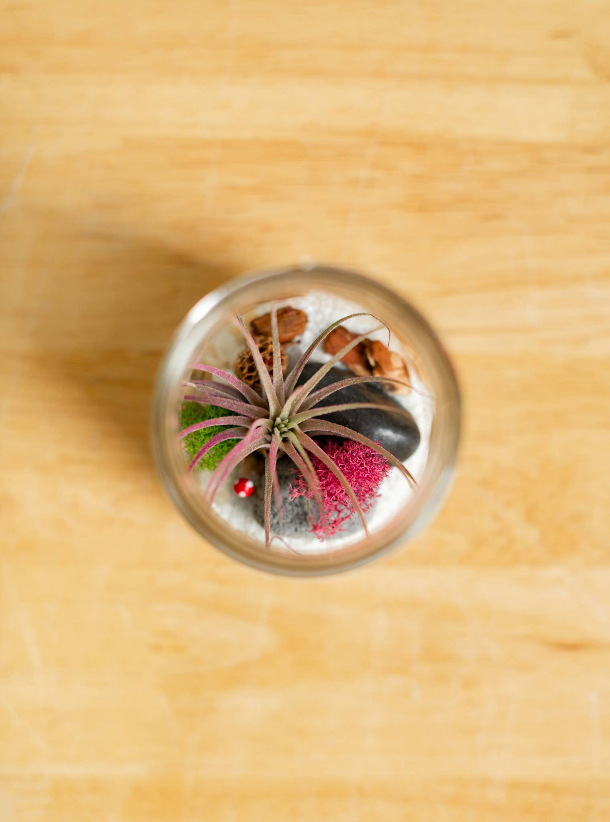 Airplant Terrarium Kit : Jar