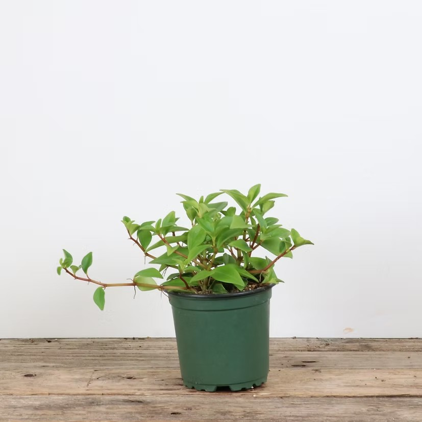 Peperomia ferreyrae 'Amigo'