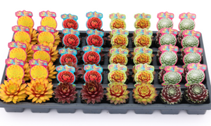Chick Charmlettes Assorted 2"