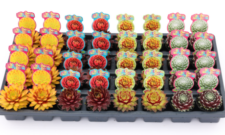 Chick Charmlettes Assorted 2"