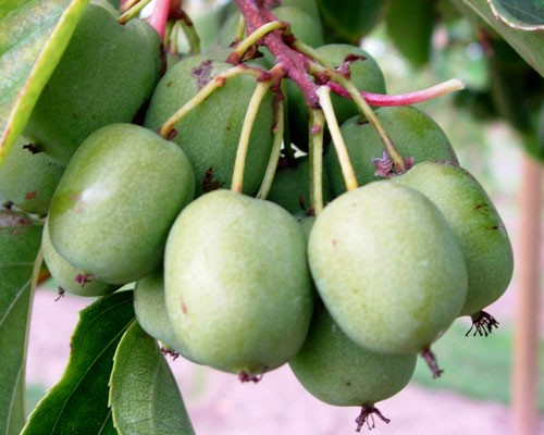 Actinidia arguta 'Ogden Point'