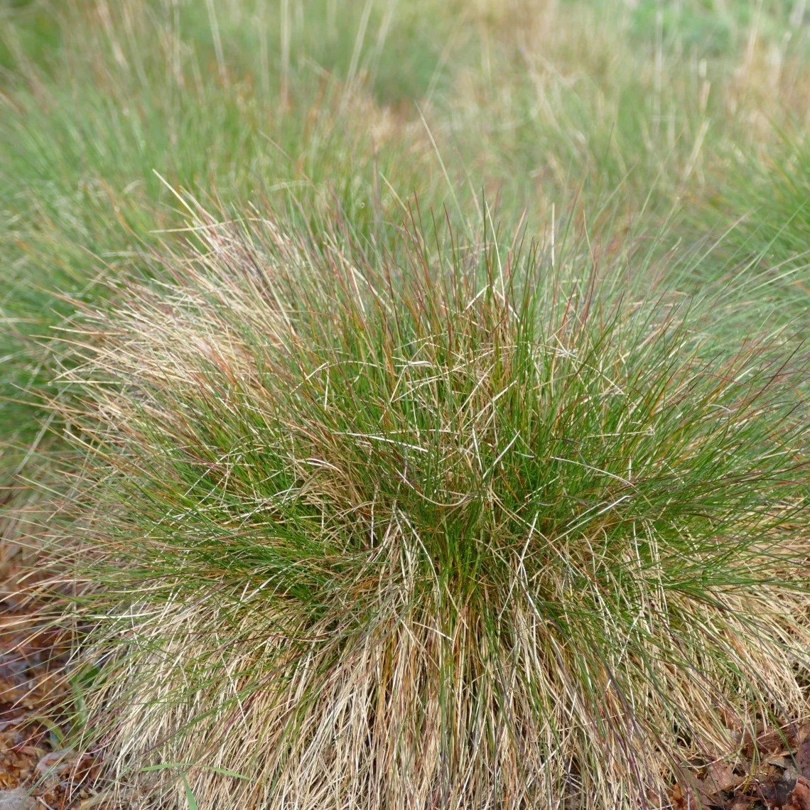 Festuca roemeri