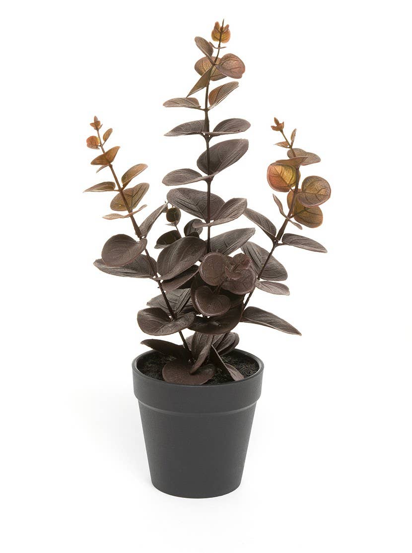 Decorative Plant- Eucalyptus