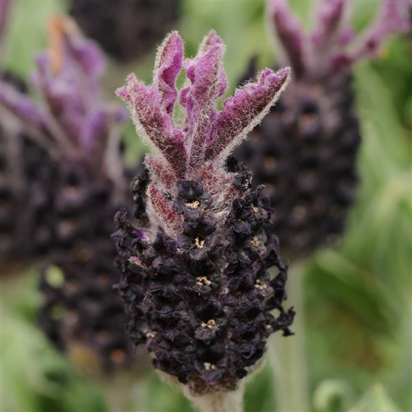 Lavandula stoechas 'Luxurious'