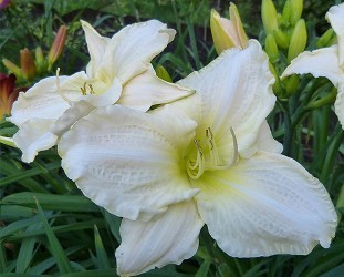 Hemerocallis 'White Temptation'