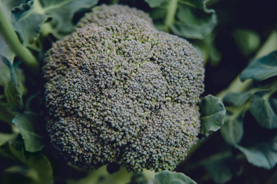 Broccoli - Belstar F1 Organic