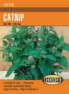 Catnip