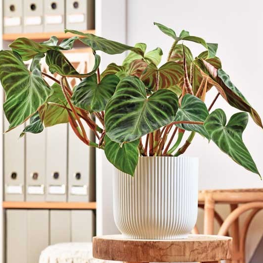 Philodendron verrucosum