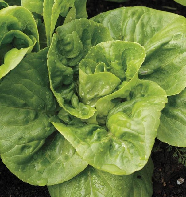 Lettuce - Winter Density