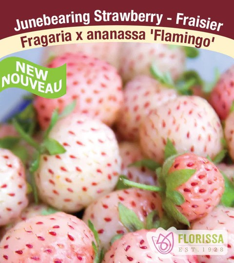 Strawberry - Flamingo