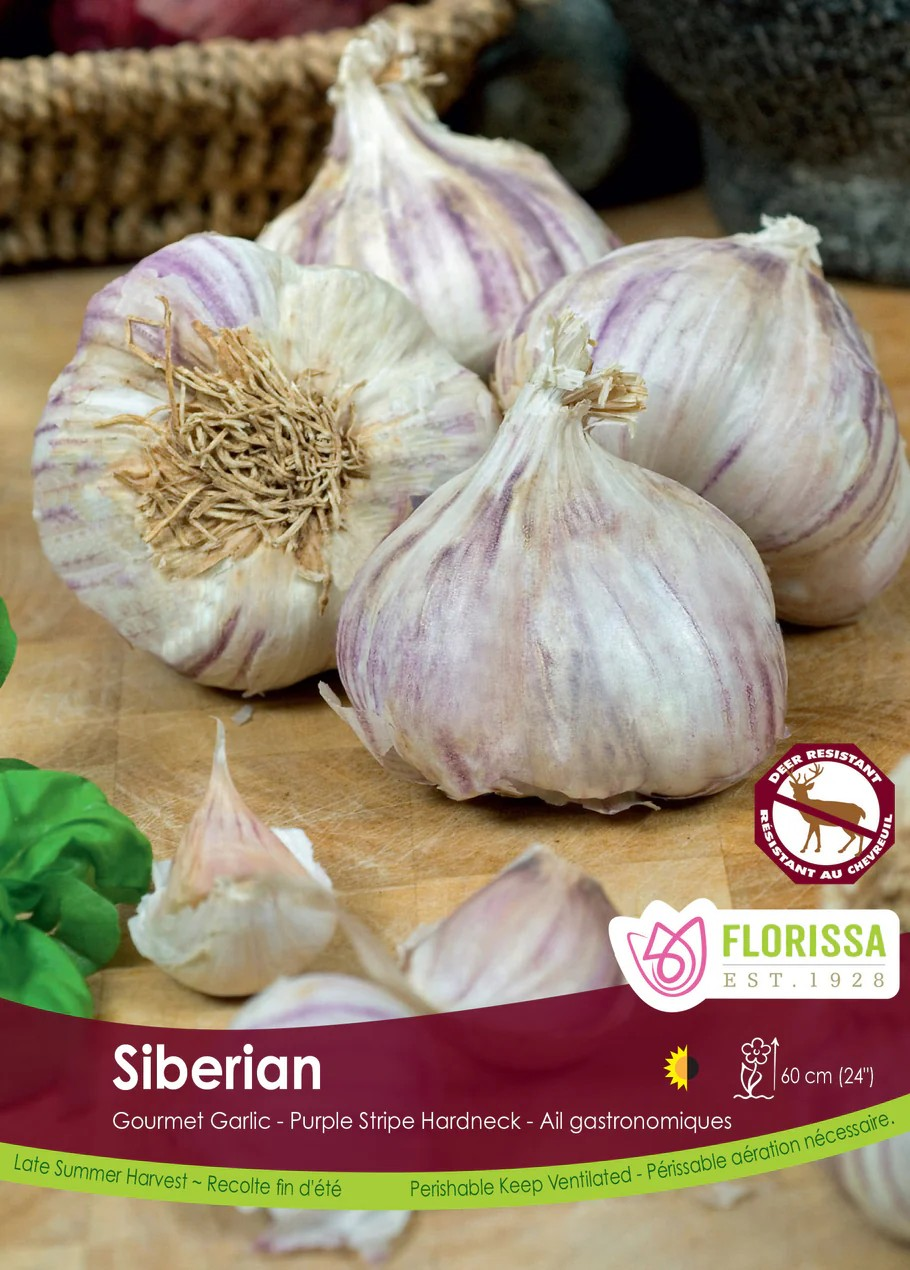 Garlic
