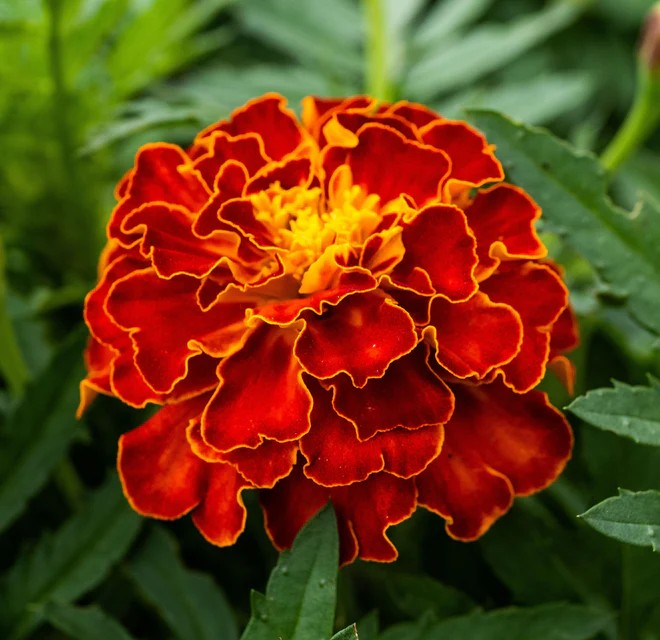 Marigolds - Red Cherry