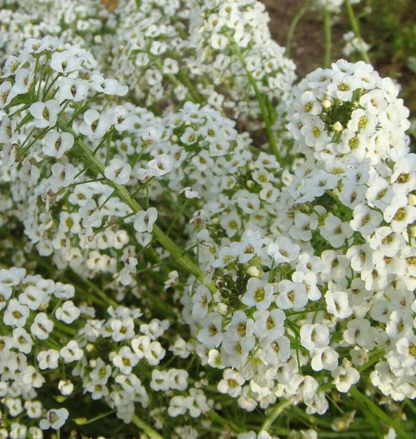 Alyssum - Snow Cloth