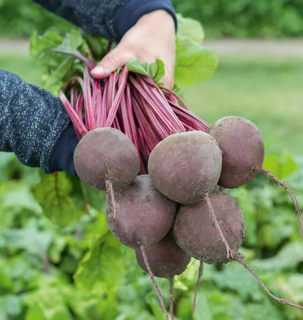 Beets - Subeto F1 (Coated) Certified Organic