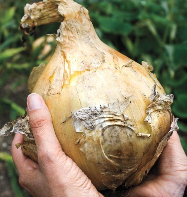 Onions - Kelsae (Coated)