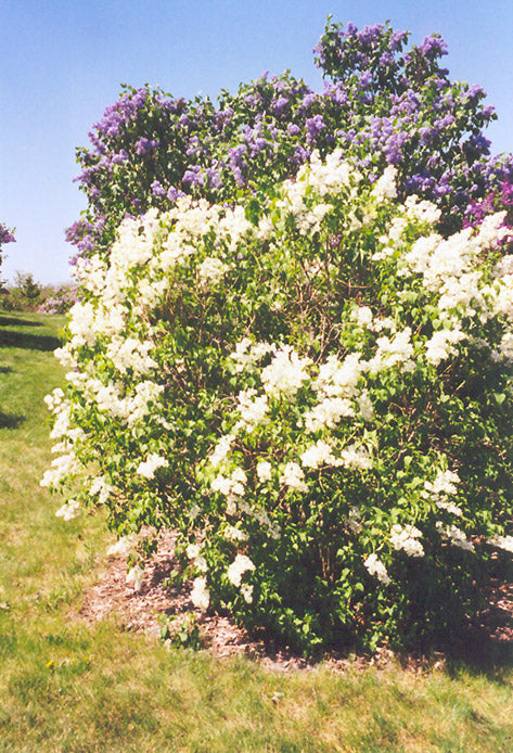 Syringa 'Primrose'