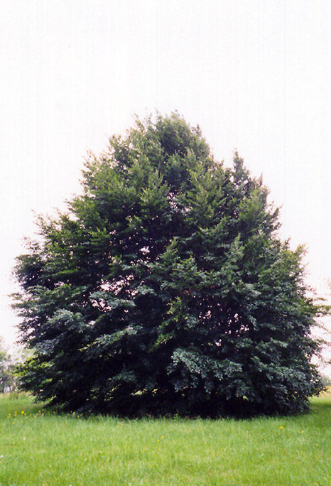 Fagus sylvatica