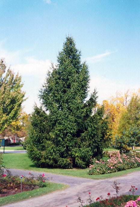 Picea abies