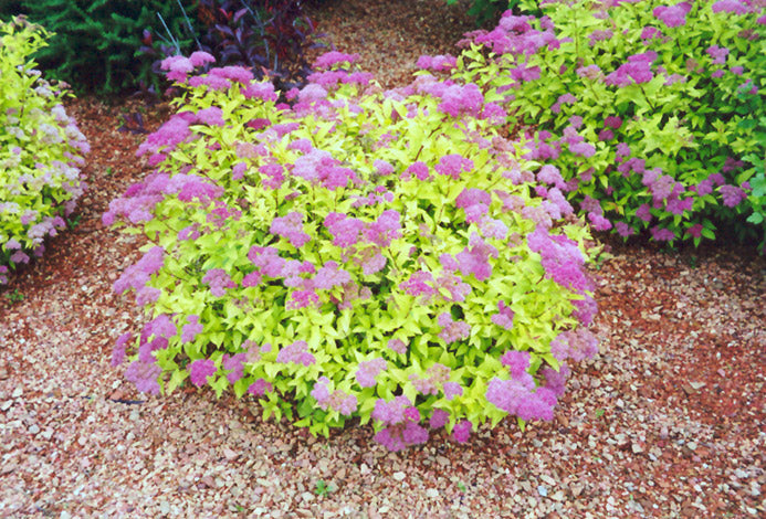 Spiraea japonica 'Goldmound