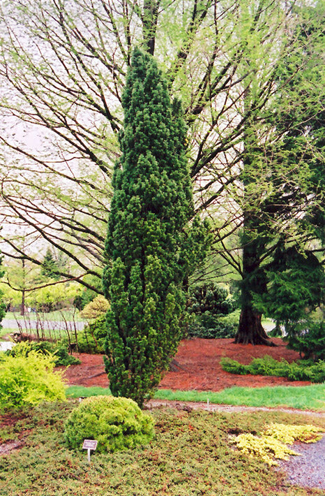 Taxus baccata 'Fastigiata'