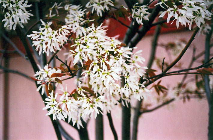 Amelanchier grandiflora 'Ballerina'