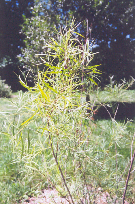 Salix exigua