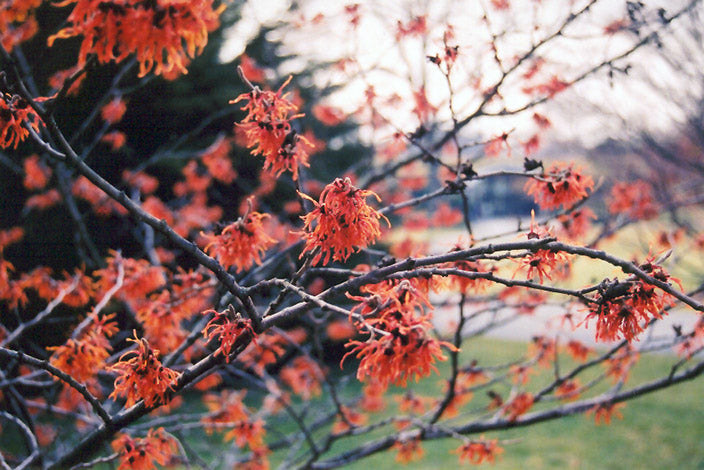 Hamamelis intermedia 'Diane'