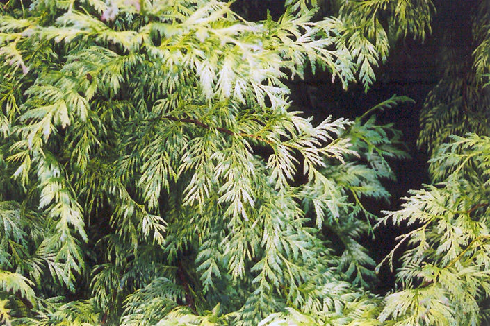 Thuja plicata 'Lobbi Aurea'