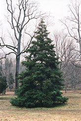 Abies Koreana (Korean Fir)