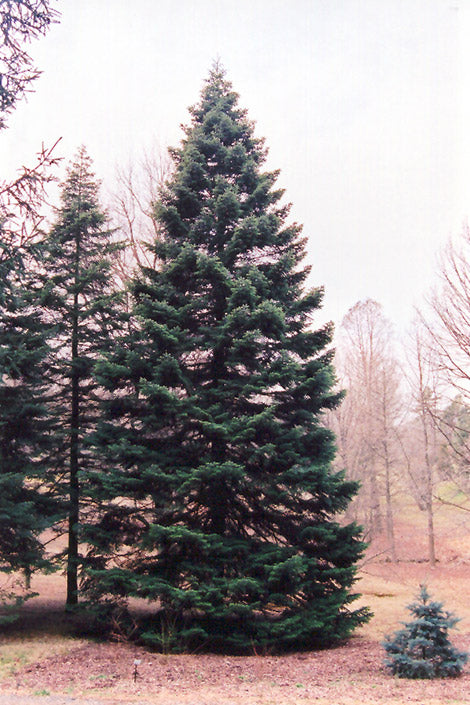 Abies nordmanniana