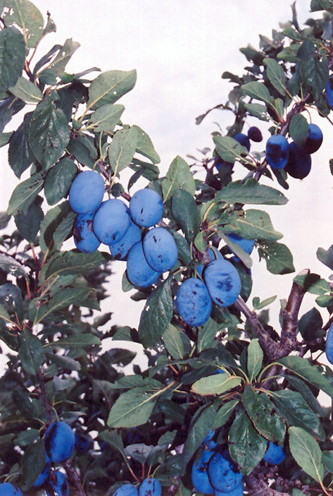 Plum - Prunus Domestica 'Blue Damson'