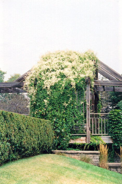 Polygonum aubertii