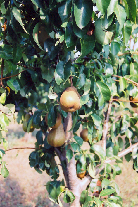 Pear - Pyrus communis 'Bosc'