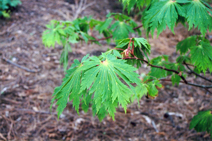 Acer japonicum 'Acontitifolium'