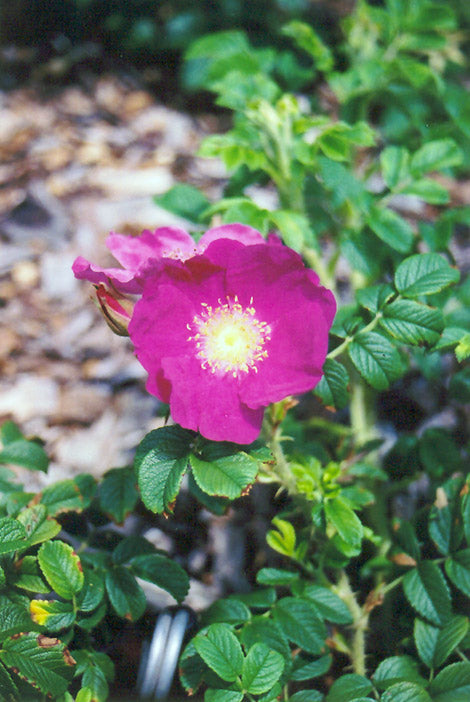 Rosa 'Frau Dagmar Hartopp'