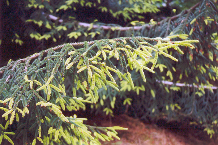 Picea orientalis 'Aurea'