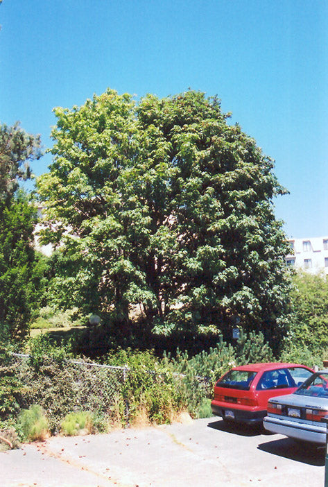 Acer Macrophyllum