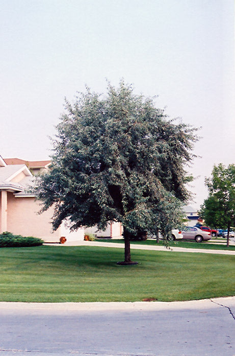 Elaeagnus angustifolia