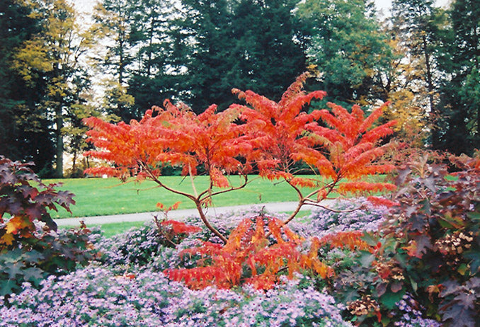 Rhus typhina 'Dissecta'