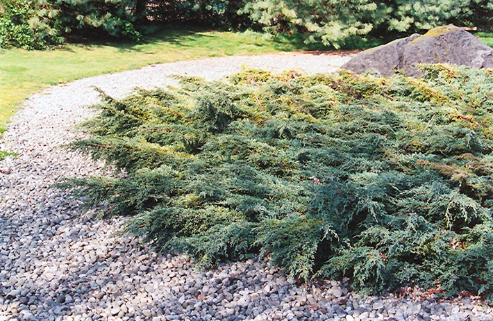 Juniperus squamata 'Holger'