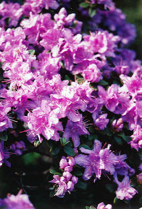 Rhododendron 'Ramapo'