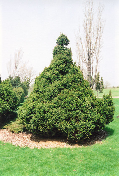 Picea abies 'Ohlendorfii'