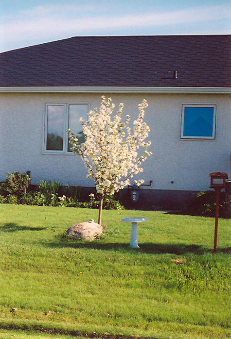 Apple - Malus 'Battleford'