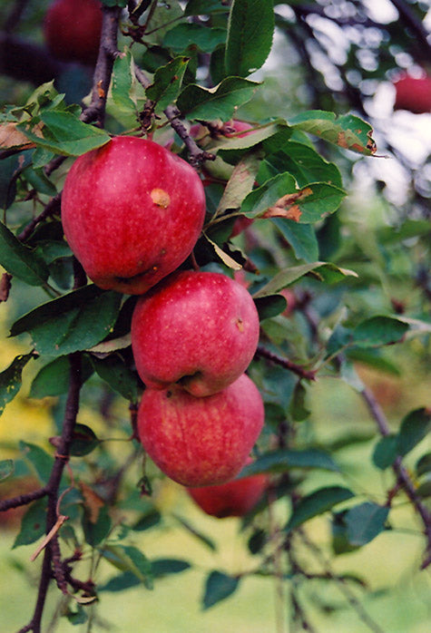 Apple - Malus 'Braeburn'